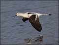 _1SB9287 american avocet